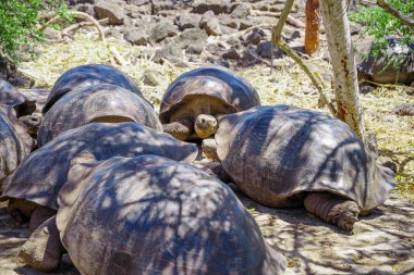 Galapagos dev kaplumbağa Chelonoidis nigra Galapagos Adaları, Ekvador