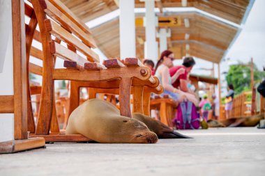 Muhteşem fok Galapagos Puerto Ayora şehir bulunan arka planda bazı turistler ile uyku balık pazarında