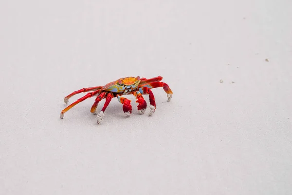 Sally Lightfoot Crab Grapsus grapsus on yellow sand, Galapagos Islands, Ecuador, South America — Stock Photo, Image
