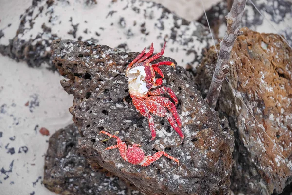 Close up of sally Lightfoot crab Grapsus grapsus on black volcanic rock — Stock Photo, Image