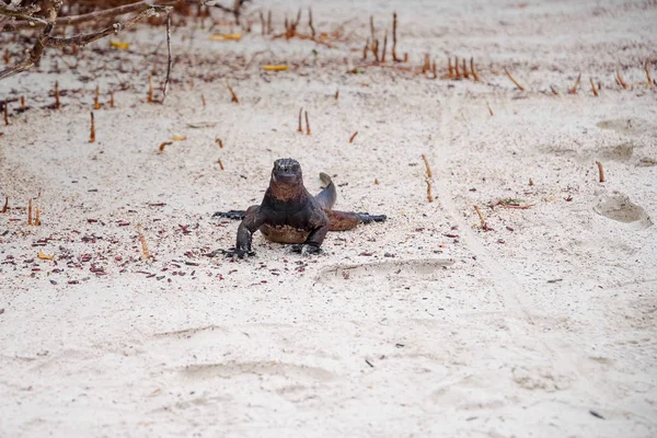 エクアドルのガラパゴス国立公園でサンティアゴ島のウミイグアナ。ウミイグアナ、ガラパゴスのみ掲載します。 — ストック写真