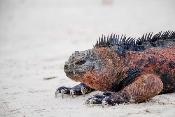 Ritratto di iguana marina delle Galapagos che si riscalda al sole. L'unica lucertola marina ha bisogno di riscaldarsi prima di immergersi in quanto a sangue freddo può rimanere in acqua solo per brevi periodi. — Foto Stock