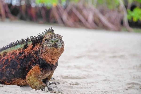 Portret Van Galapagos Marine Iguana Opwarming Van Aarde Zelf Zon — Stockfoto