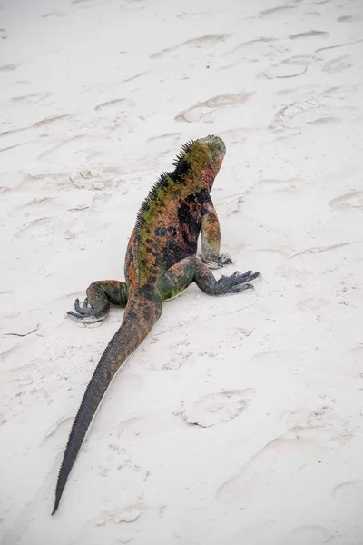 厄瓜多尔加拉帕戈斯国家公园圣地亚哥岛上的海洋蜥蜴。海洋蜥蜴只在加拉帕戈斯群岛上发现 — 图库照片