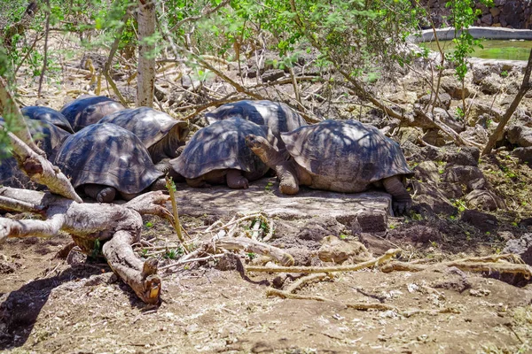 Галапагоські гігантські черепахи американські сухопутні черепахи nigra Галапагоських островах, Еквадор — стокове фото
