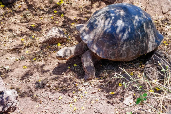 Вище подання Галапагоські гігантські черепахи американські сухопутні черепахи nigra Галапагоських островах, Еквадор — стокове фото