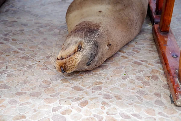 Закрытие роскошного тюленя, вздремнувшего на рыбном рынке, расположенном в городе Пуэрто-Айора на Галапагосских островах — стоковое фото
