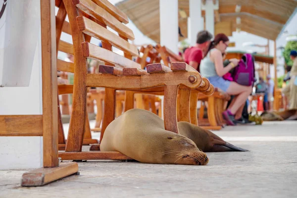 Wunderschöne Robbe auf dem Fischmarkt schlafen mit ein paar Touristen im Hintergrund, in der Stadt Puerto Ayora in Galapagos — Stockfoto
