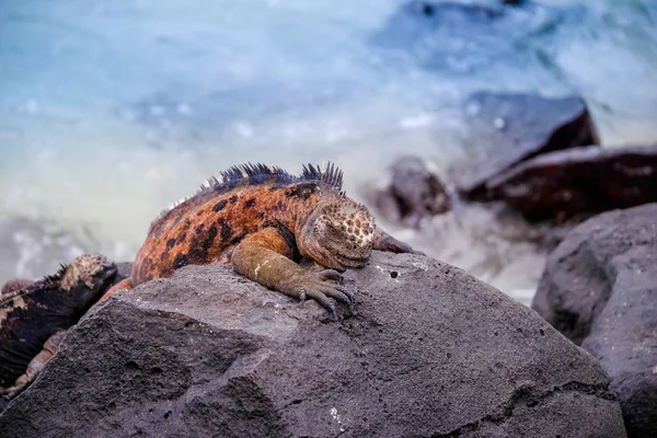 Buiten uitzicht op prachtige oranje marine iguana rustend op de rotsen bij Galapagos eilanden — Stockfoto
