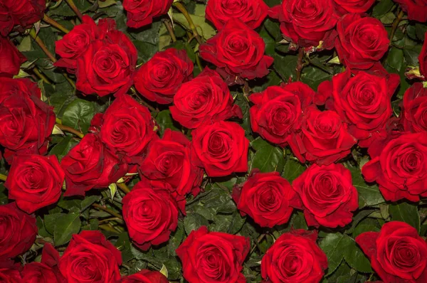 Primo piano di bellissime dozzine di rose rosse in fiore — Foto Stock