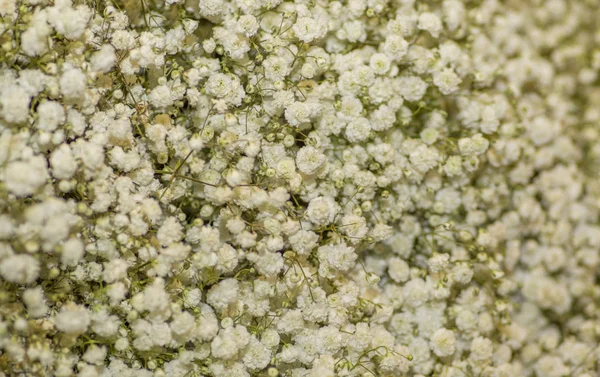 Όμορφα μικρά άσπρα λουλούδια ανθίζοντας χρήσιμο για Ανθοσυνθέσεις — Φωτογραφία Αρχείου