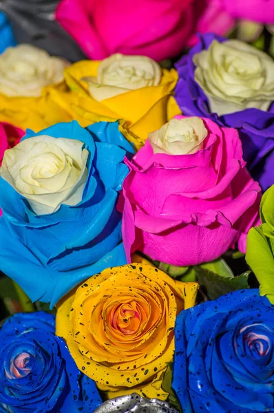 Close-up de foco seletivo de belo e colorido tipo diferente de rosas — Fotografia de Stock