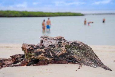 Santa Cruz bölgesinde, Galapagos Adaları güzel kumlu plaj, Tortuga vaktinizi turist Bay