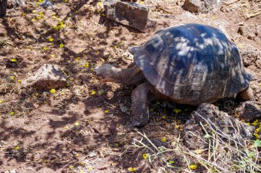 Galapagos dev kaplumbağa Chelonoidis nigra Galapagos Adaları, Ekvador'görünümünü yukarıda