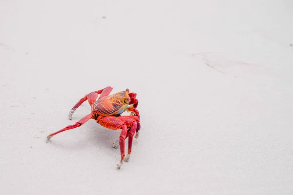 Sally Lightfoot Crab Grapsus grapsus on yellow sand, Galapagos Islands, Ecuador, South America — Stock Photo, Image