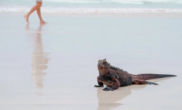 Tortuga bay Beach, galapagos Adası santa cruz deniz iguana — Stok fotoğraf