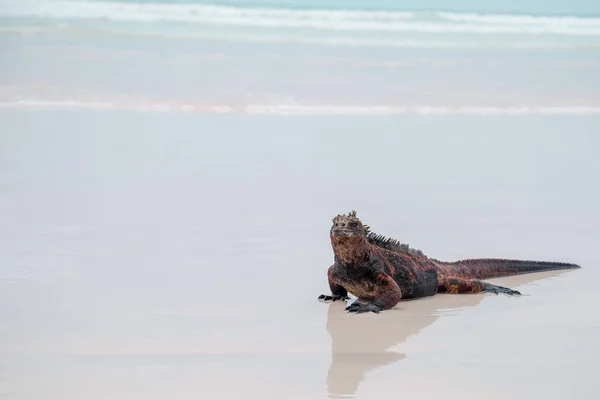 Meeresleguan am Strand der Tortuga Bay auf der Galapagos-Insel Santa Cruz — Stockfoto