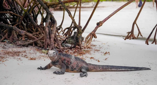 Marina leguan på Tortuga bay beach med vissa magrove bakom på Galapagos island i Santa Cruz — Stockfoto