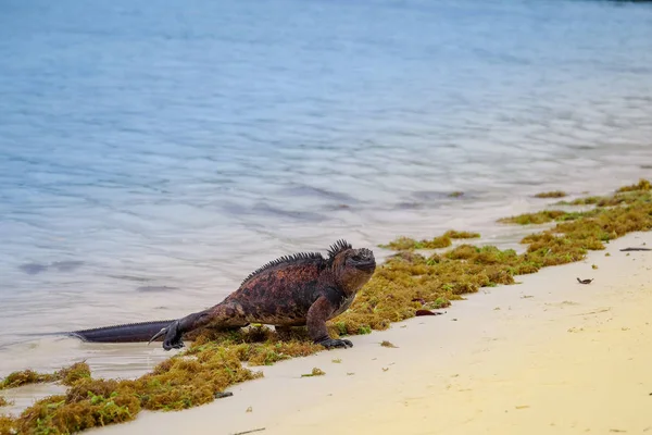 Utomhus Visa Marina leguan på Tortuga bay beach på Galapagos island — Stockfoto