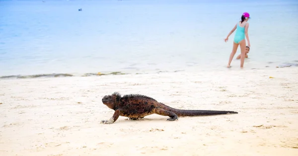 Outdoor view of marine iguana on Tortuga bay beach at Galapagos island — Stock Photo, Image