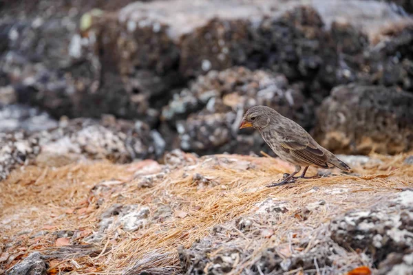 Галапагосский самец Finch Geheliza fortis сел на скалу в Санта-Крус, Галапагосские острова — стоковое фото