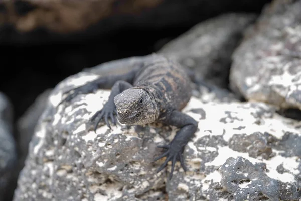 在加拉帕戈斯群岛的岩石上休息的海洋蜥蜴的户外景色 — 图库照片
