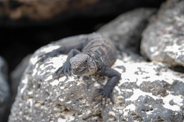 Außenansicht des Leguans auf den Galapagos-Inseln — Stockfoto