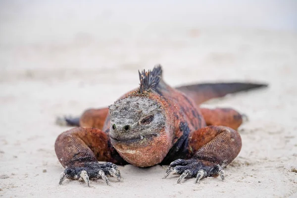 Portret van Galapagos marine iguana opwarming van de aarde zelf in de zon. De enige zeegaande hagedis moet opwarmen voordat duiken als het koud volbloed alleen in het water voor korte periodes blijven kan — Stockfoto