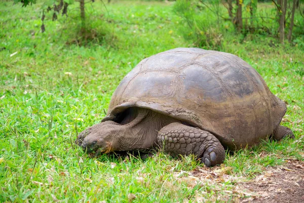 Una tartaruga gigante delle Galapagos, Isole Galapagos, Sud America — Foto Stock