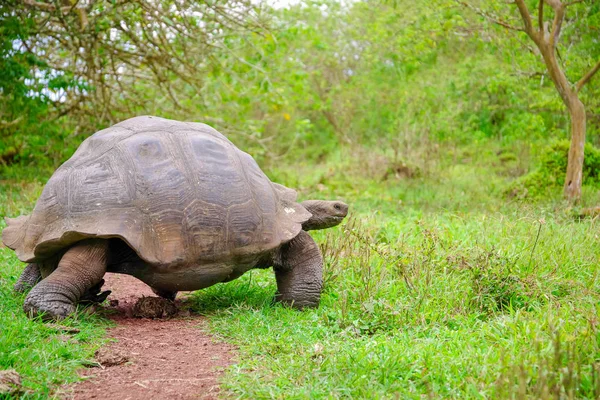 Una tortuga gigante de Galápagos, Islas Galápagos, América del Sur — Foto de Stock