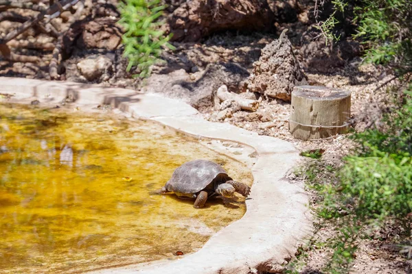 Vista Acima Pequena Tartaruga Gigante Chelonoidis Nigra Uma Lagoa Artificial — Fotografia de Stock