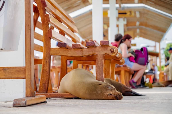 Gorgeous seal in the fish market sleeping with some tourists in the background, located in the city of Puerto Ayora in Galapagos