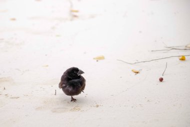 Santa Cruz, Galapagos Adaları Ekvator bir beyaz kum Galapagos Finch Geospiza fortis erkek tünemiş.