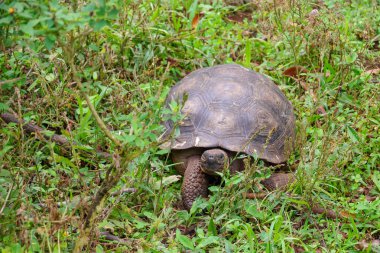 Dev bir Galapagos kaplumbağa, Galapagos Adaları, Güney Amerika