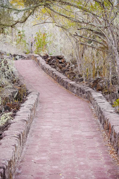 Vista ao ar livre do caminho de tijolo que leva através da floresta para o oceano, na Ilha de Galápagos Santa Cruz — Fotografia de Stock