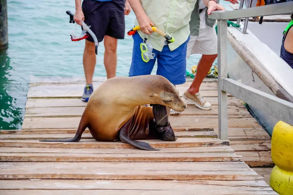 Sea lion in pier, dicht bij sommige toeristen in San Cristobal Galapagos eilanden, Ecuador — Stockfoto