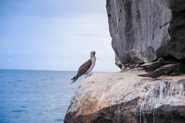 Seins Aux Pieds Bleus Sur Rocher Île Isabela Équateur — Photo