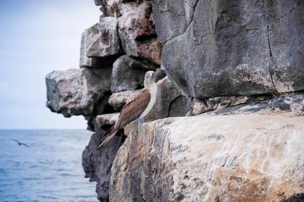 Tette dai piedi blu su una roccia, Isabela Island, Ecuador — Foto Stock