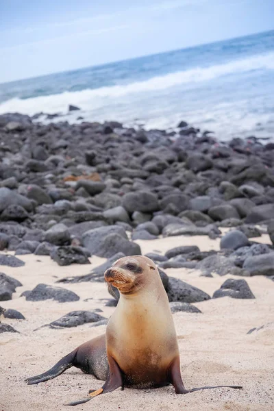 Beau bain de soleil paisible aux lions de mer dans une plage des îles Galapagos, Équateur — Photo
