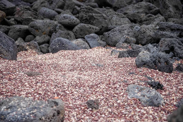 Outdoor view of volcanic rocks and gorgeous sand in the Galapagos islands, South America