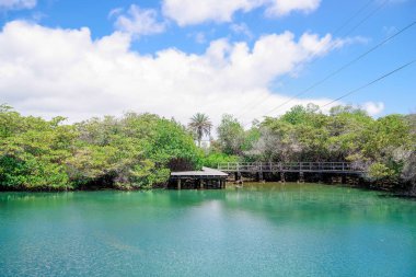 Laguna de las Ninfas, Galapagos Adaları 'ndaki Santa Cruz adasında Puerto Ayora kasabasında tuzlu su gölü..
