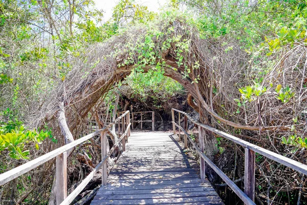 Beautiful outdoor view of wooden path close to mangrove on San Cristobal Island, Galapagos Islands — Stock Photo, Image