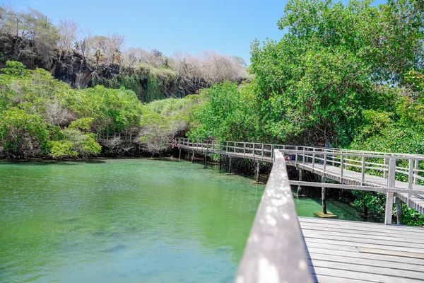 Panorama van houten pad manier over de mangrove op het eiland Isabela, Galapagos eilanden — Stockfoto