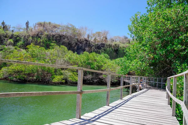 Panorama of wooden path way across the mangrove on Isabela Island, Galapagos Islands — Stock Photo, Image