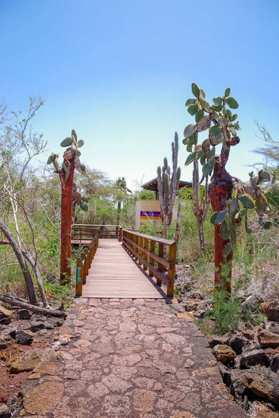 Beautiful wooden path on Isabela Island located in Galapagos Islands — Stock Photo, Image