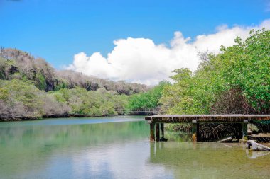 San Cristobal Adası, Galapagos Adaları, Ekvador üzerinde manrgove bulunan lagün yakın ahşap yol görünümünü.