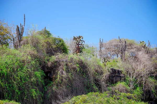 Laguna de las Ninfas, a saltwater lagoon in the town of Puerto Ayora, on Santa Cruz island in the Galapagos Islands. — Stock Photo, Image