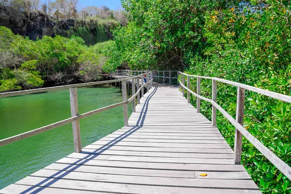 Panoráma a fából készült kerti ösvény utat át a mangrove, Isabela szigeten, a Galapagos-szigetek — Stock Fotó