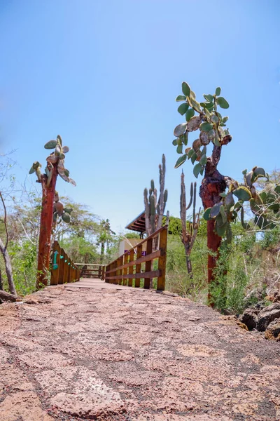 Beautiful wooden path on Isabela Island located in Galapagos Islands — Stock Photo, Image