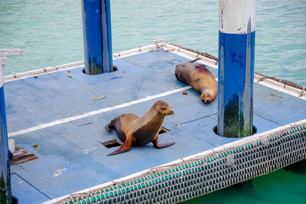 Zeeleeuwen op de boot dokken in San Cristobal in Galapagos eiland — Stockfoto
